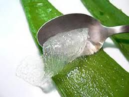 Aloe Gel frisch aus dem Blatt